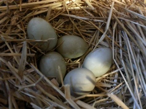 Are these muscovy duck eggs?