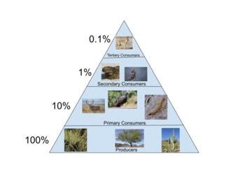 Desert Food Pyramid