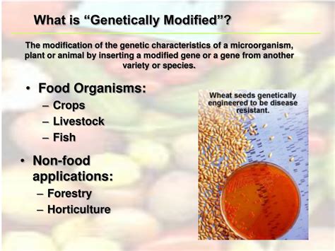 PPT - Genetically Modified Organisms (GMO’s) PowerPoint Presentation ...