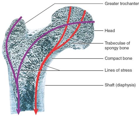 Pin on Chapter 7 - Bone Tissue