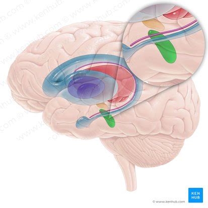 Substantia nigra: Anatomy, structure and function | Kenhub