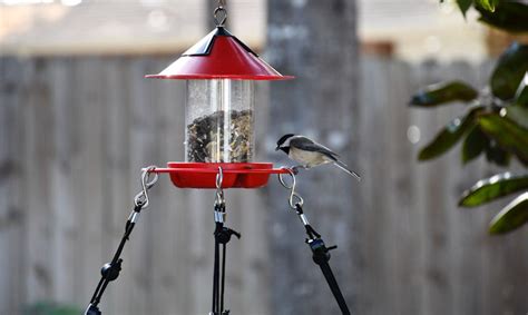 How to stop bird feeder from spinning - Wildlifeful