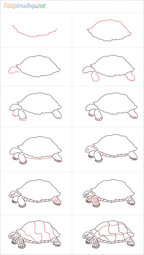 How To Draw A Turtle Step by Step - [12 Easy Phase]