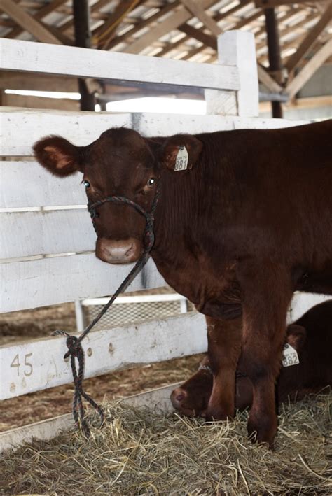 2023 Highland County Fair Photo Gallery: Part 3 | The Highland County Press