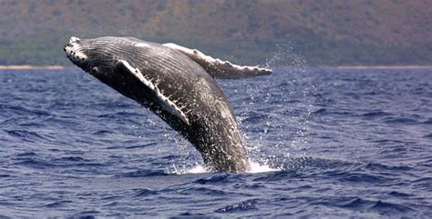 Humpback Whale Season Coming Soon To Hawaii