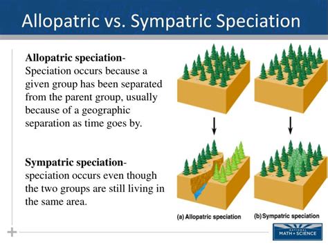 PPT - Macroevolution Part II: Allopatric Speciation PowerPoint Presentation - ID:6309897