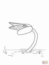 Bean Sprout coloring Page  Free Printable Coloring Pages sketch template