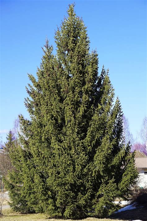 Picea Abies | Christmas Trees | Plantsbenefits