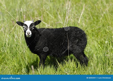 Black Sheep Stock Image - Image: 6035441