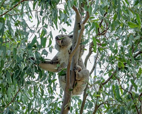 A Female Australian Koala with Joey Reaching for Gum Leaves Stock Image - Image of female, grey ...