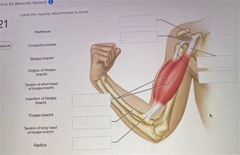 Solved ctical #2 (Muscular System) Label the muscle | Chegg.com