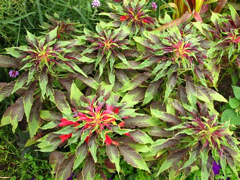 Amaranthus tricolor - Alchetron, The Free Social Encyclopedia