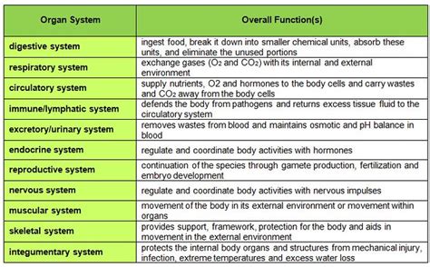 Eleven Organ Systems and Functions | Created by Melissa Plum… | Flickr