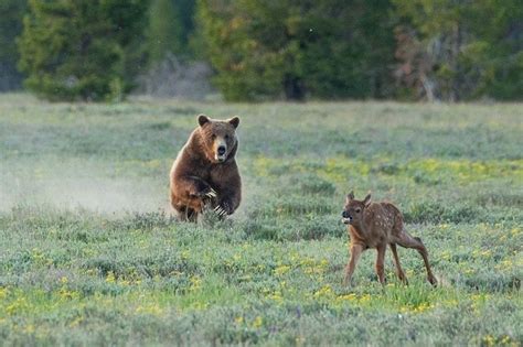 Famous Bear, Grizzly 399, Kills Elk Calf on Camera | Outdoor Life