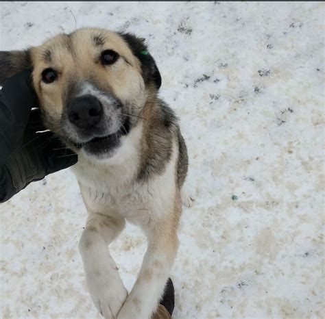 A 'radioactive' dog of the Chernobyl exclusion zone. Photo taken winter 2019 Ukraine. # ...