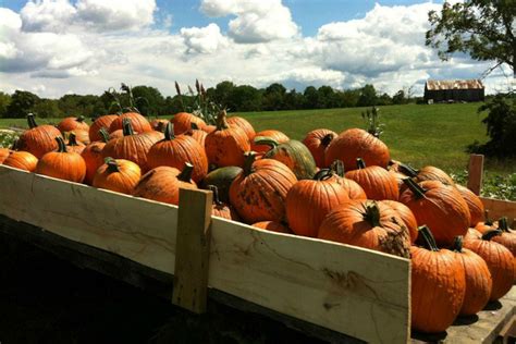 5 Fall Festivals this Weekend in Cincinnati - Southwest Ohio Parent ...