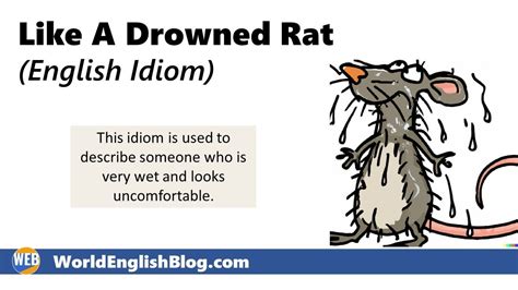 Like A Drowned Rat - English Idiom 🐀 ☔ - YouTube