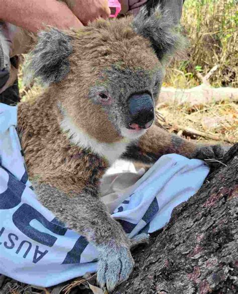 It’s not just land clearing putting koalas at risk