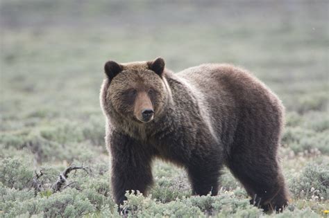 Biologists will capture Yellowstone grizzly bears to monitor population