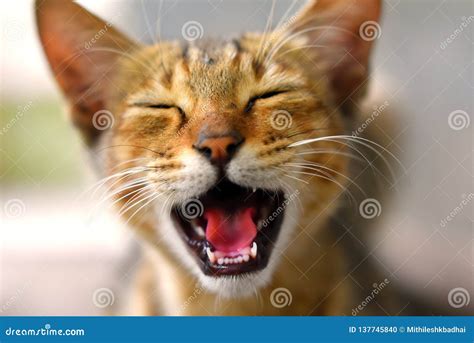 Laughing Cat Expression Angry Cat Stock Photo - Image of laughing, funny: 137745840