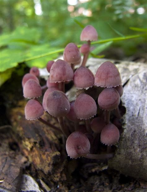 bleeding fairy helmet (Massachusetts Mushrooms) · iNaturalist