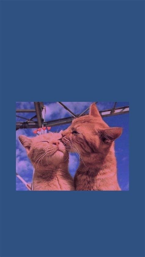 Cats kissing, animal, cute HD phone wallpaper | Pxfuel