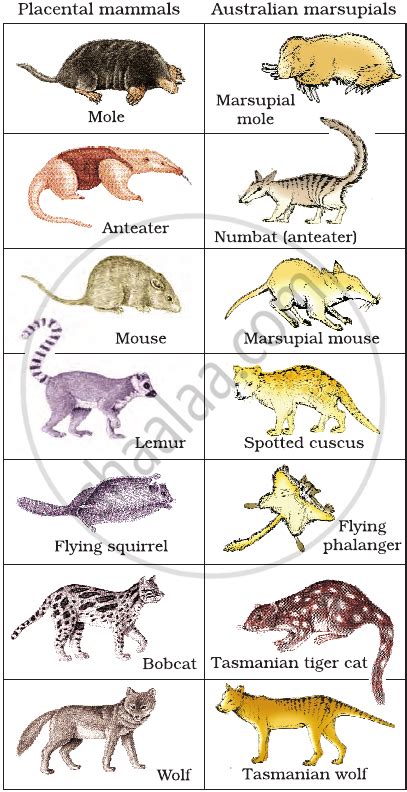 Theories of Biological Evolution - Adaptive Radiation | Shaalaa.com