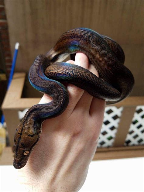 Golden Child Reticulated Python | Pretty snakes, Pet snake, Reticulated python