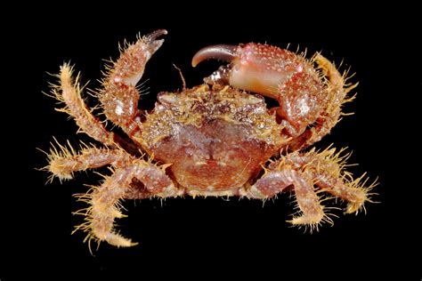 Hairy crab found washed up on Dorset beach may be new species