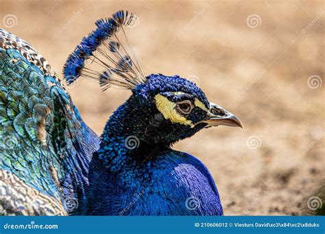 Beautiful Peacock Head. Portrait of Beautiful Peacock with Feathers ...