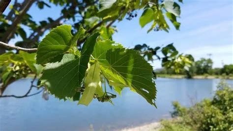 18 Common Trees Native to Maine (Includes Evergreen Species)