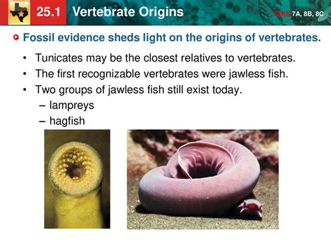 The student is expected to: 7A analyze and evaluate how evidence of common ancestry among groups ...