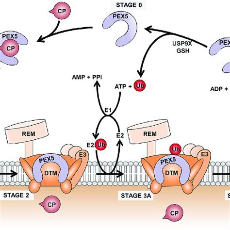 The peroxisomal matrix protein import mechanism. Peroxisomal matrix ...