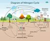 Diagram of Nitrogen Cycle - GeeksforGeeks