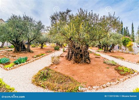 Old Olive Trees in the Garden of Gethsemane. Stock Photo - Image of ...