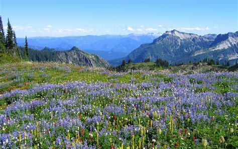 flowers by the mountains in the springtime - Spring Photo (13476924 ...