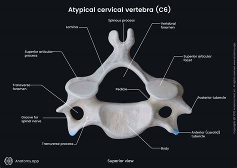 Sixth cervical vertebra (superior view) | Media Library | Anatomy.app | Learn anatomy | 3D ...