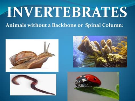 Invertebrates