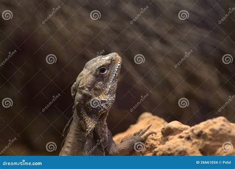 Pogona vitticeps stock photo. Image of natural, pogona - 26661034