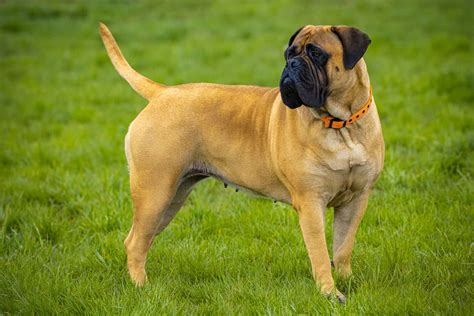 Bullmastiff Colors: A Handy Guide To Bullmastiff Coat Colors