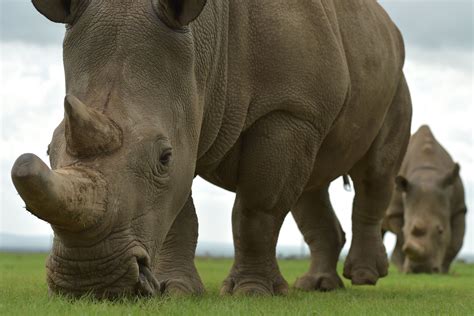 Northern White Rhino Extinction: Can Science Save the Subspecies? - Newsweek