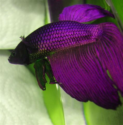 Purple Veiltail Betta Fish | DIANA FISH