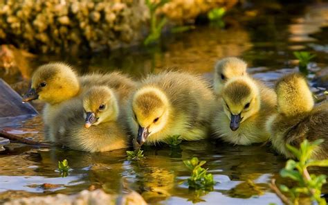 Colorful Baby Ducks Swimming In The Water Wallpaper For Desktop ...