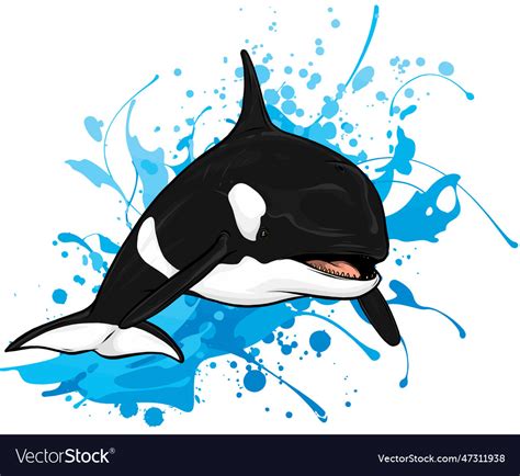 Killer whale jumping out of water Royalty Free Vector Image