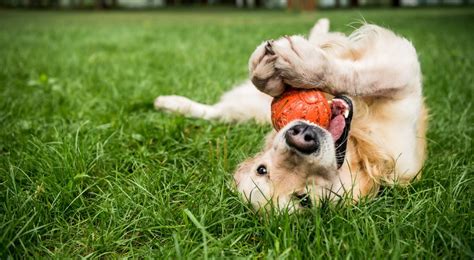 cachorro brincando no gramado - Sobreviva em São Paulo