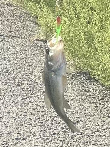 I caught my first fish, black bass : r/Fishing