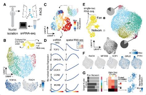 Single-nucleus RNA-sequencing uncovers nuclei diversification within ...