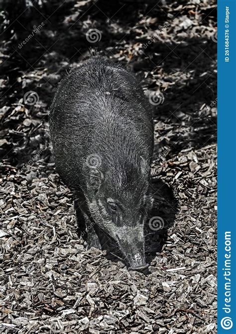 White-lipped peccary 25 stock photo. Image of wildlife - 261684376