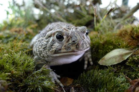 Endangered Flora and Fauna - American Forests