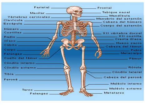 206 Huesos Del Cuerpo Humano Nombres E Imagen Pdf - Riset